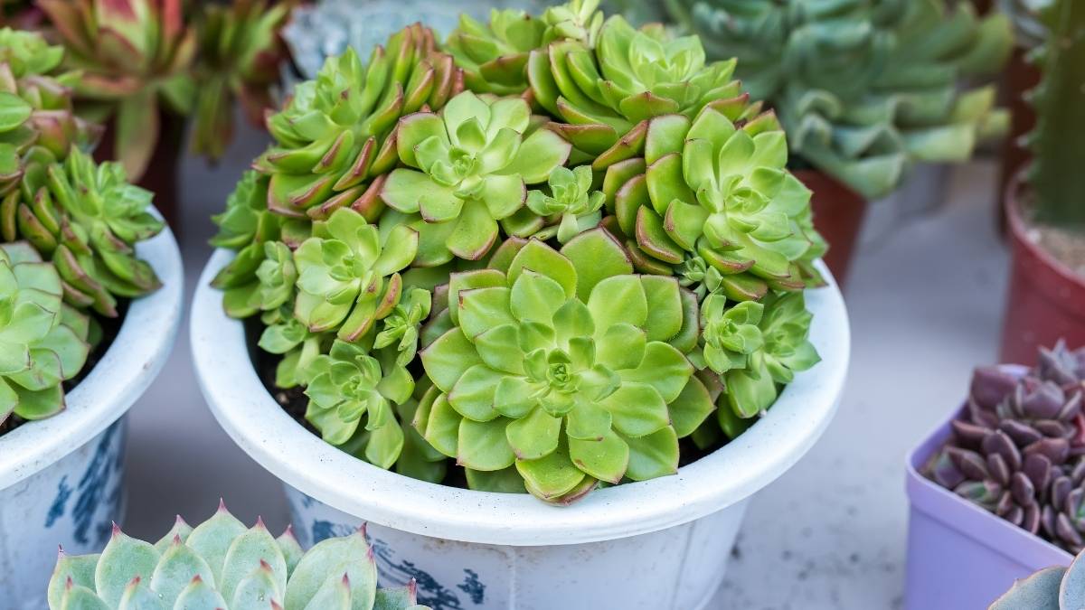 15 Succulent Porch Garden Ideas for Low-Maintenance Beauty