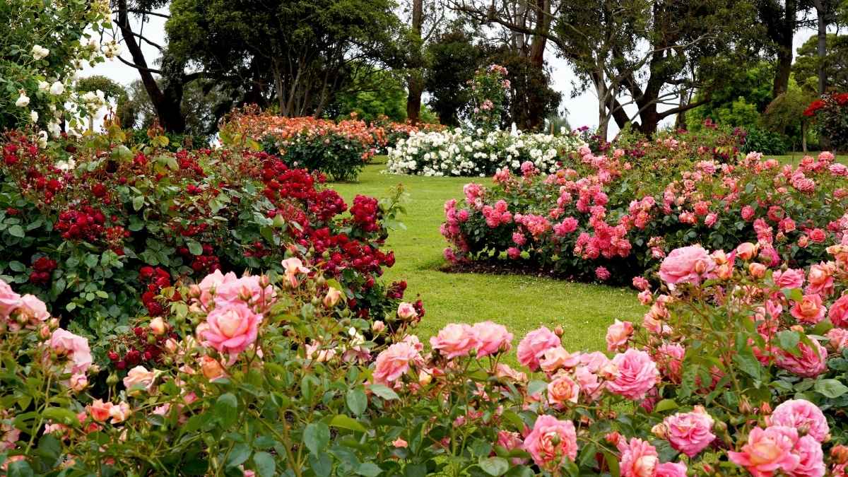 19 Beautiful Rabbit-Resistant Plants for Flower Garden