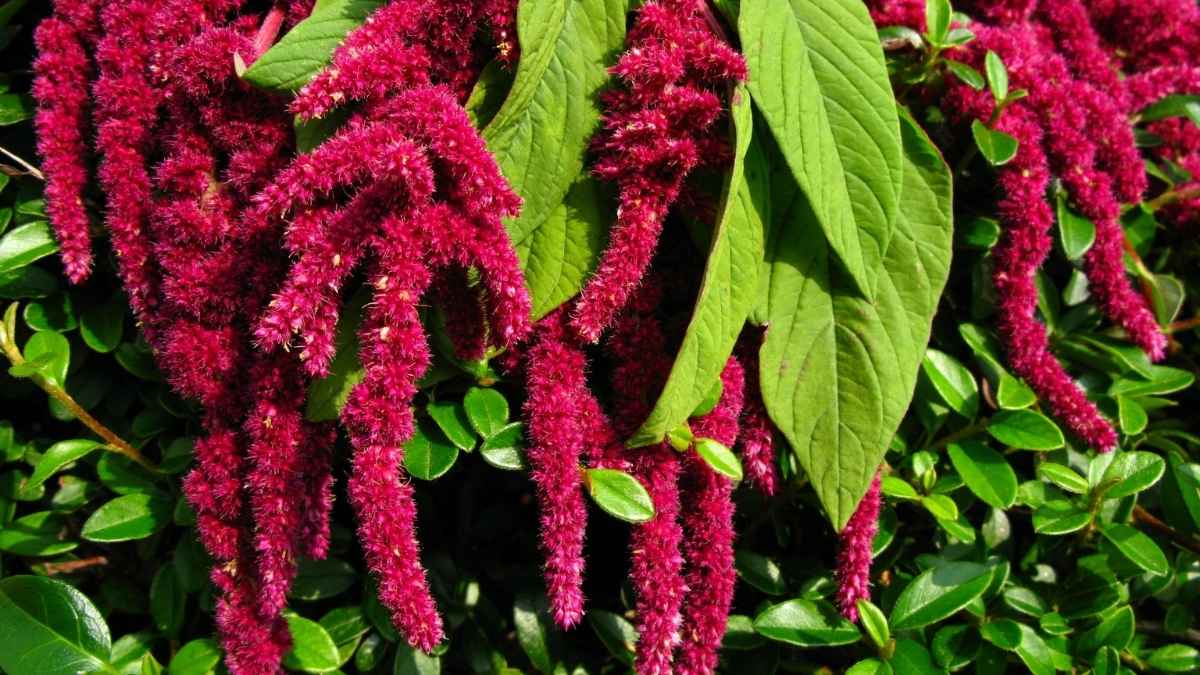 Amaranth - Ancient Heat Fighter