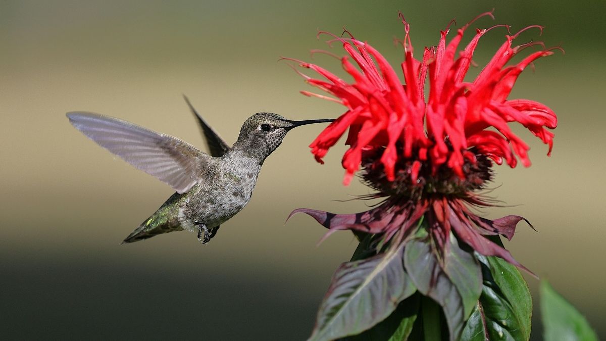 Bee Balm
