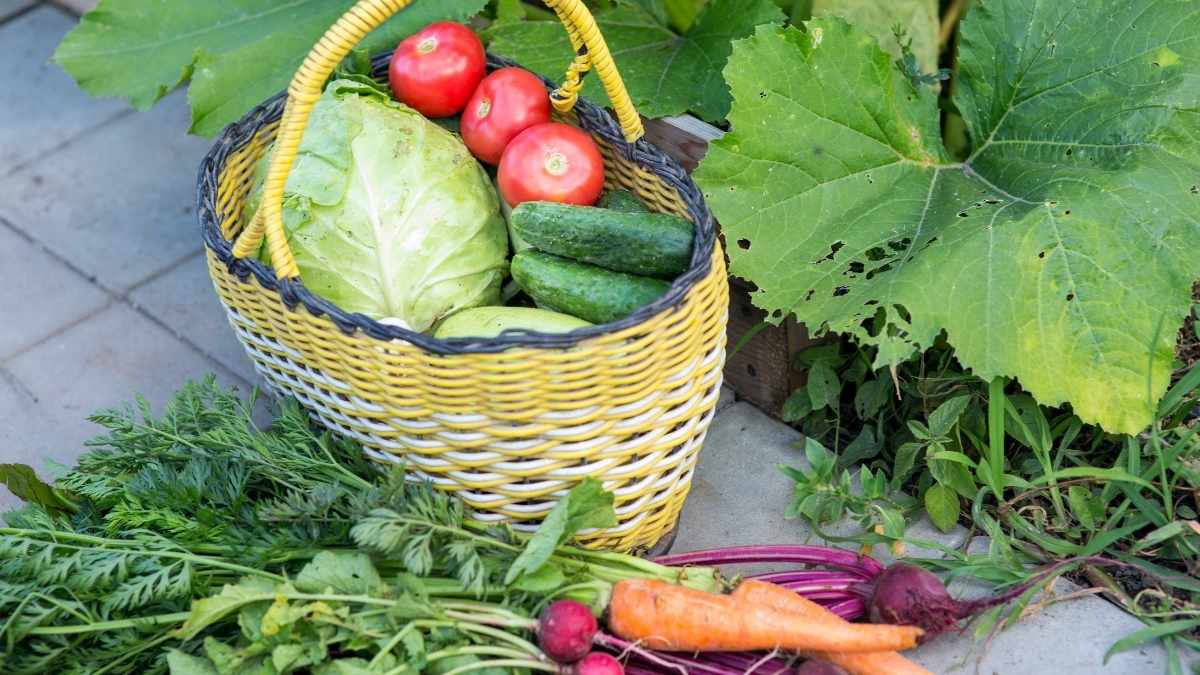 15 Best Vegetables to Grow in Hot Weather (Heat Guide)