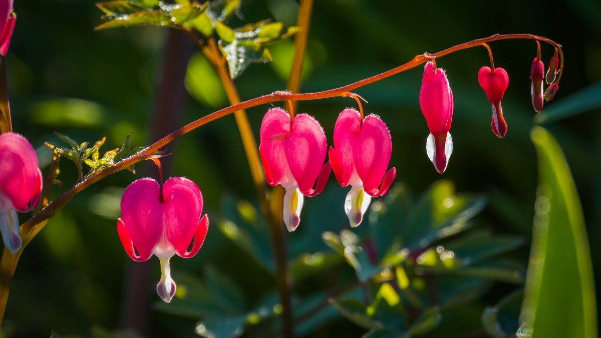  Bleeding Heart