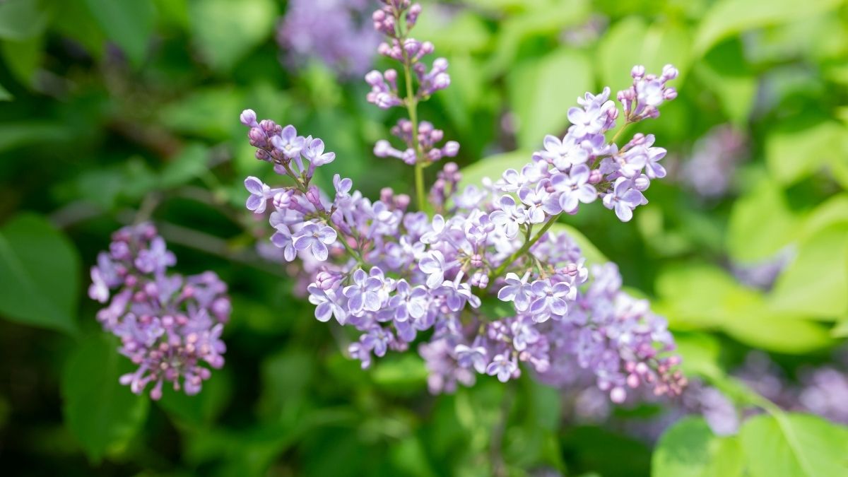 Catmint