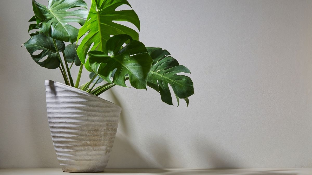 Cement-Dipped Towel Pots