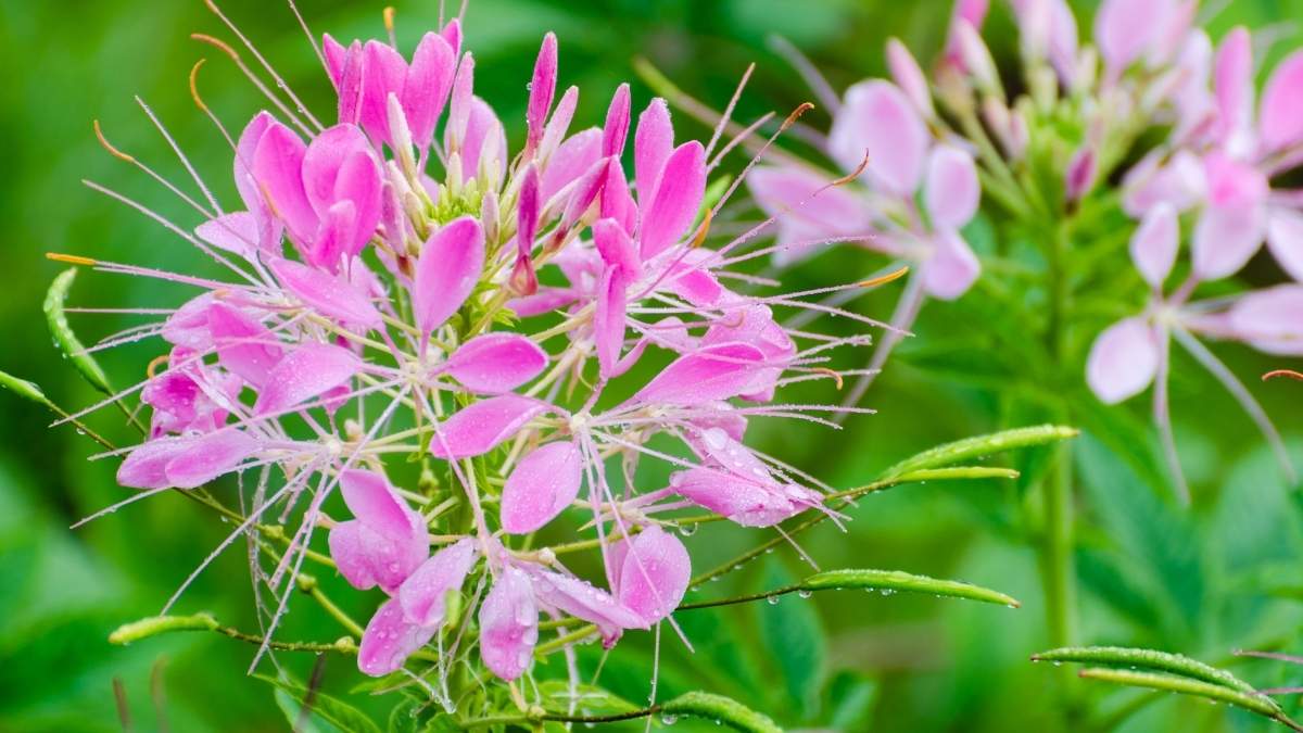 Cleome