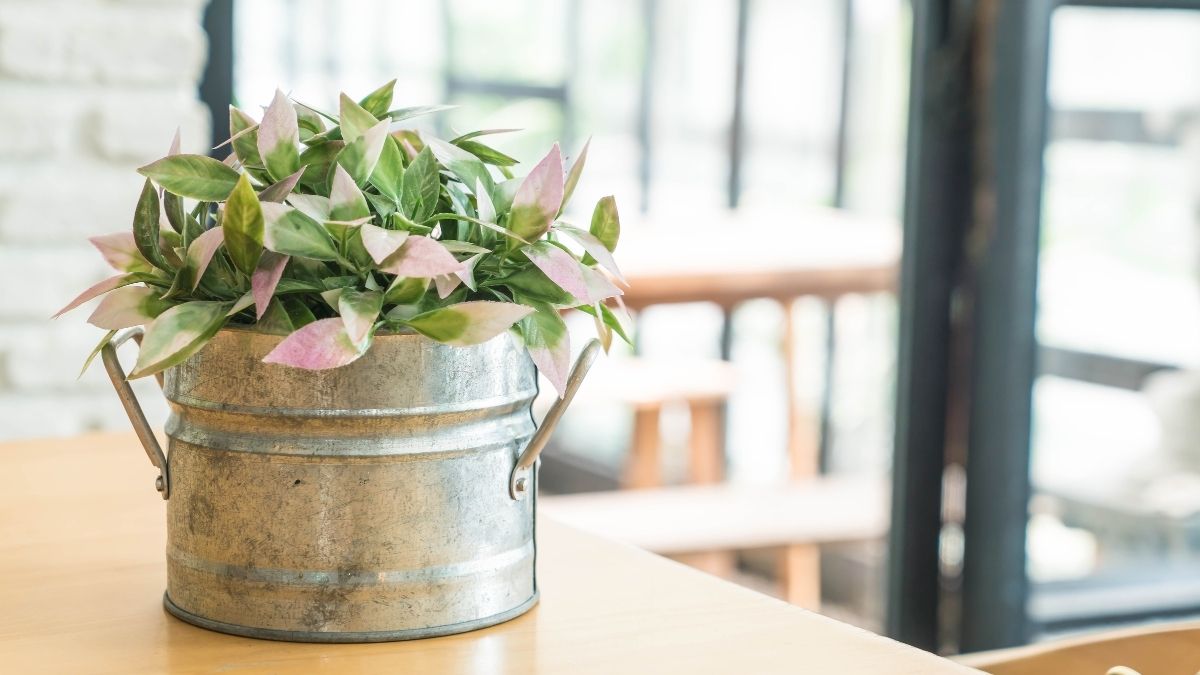 Coffee Can Planters