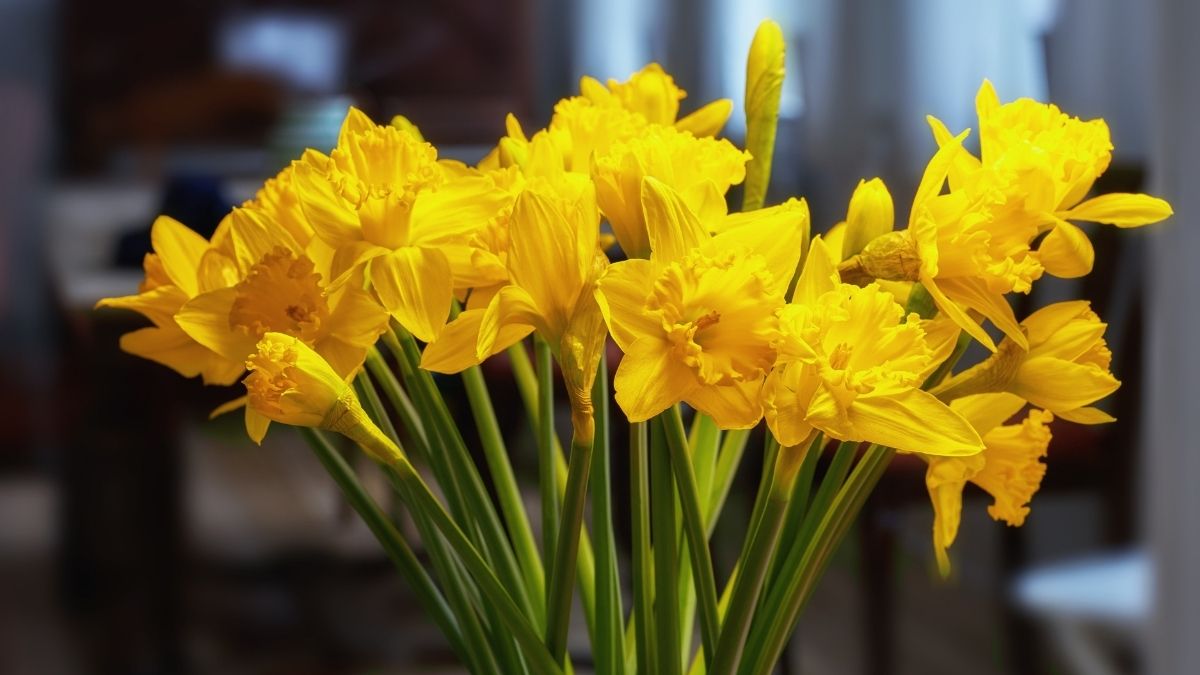  Daffodils