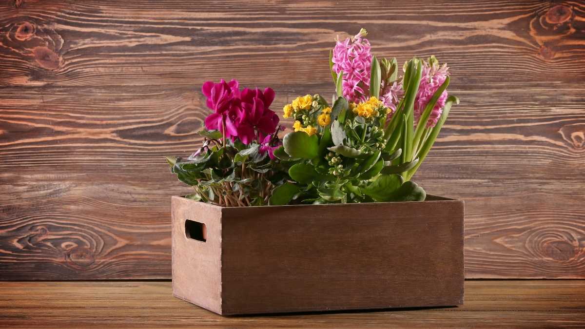 Drawer Planter Boxes