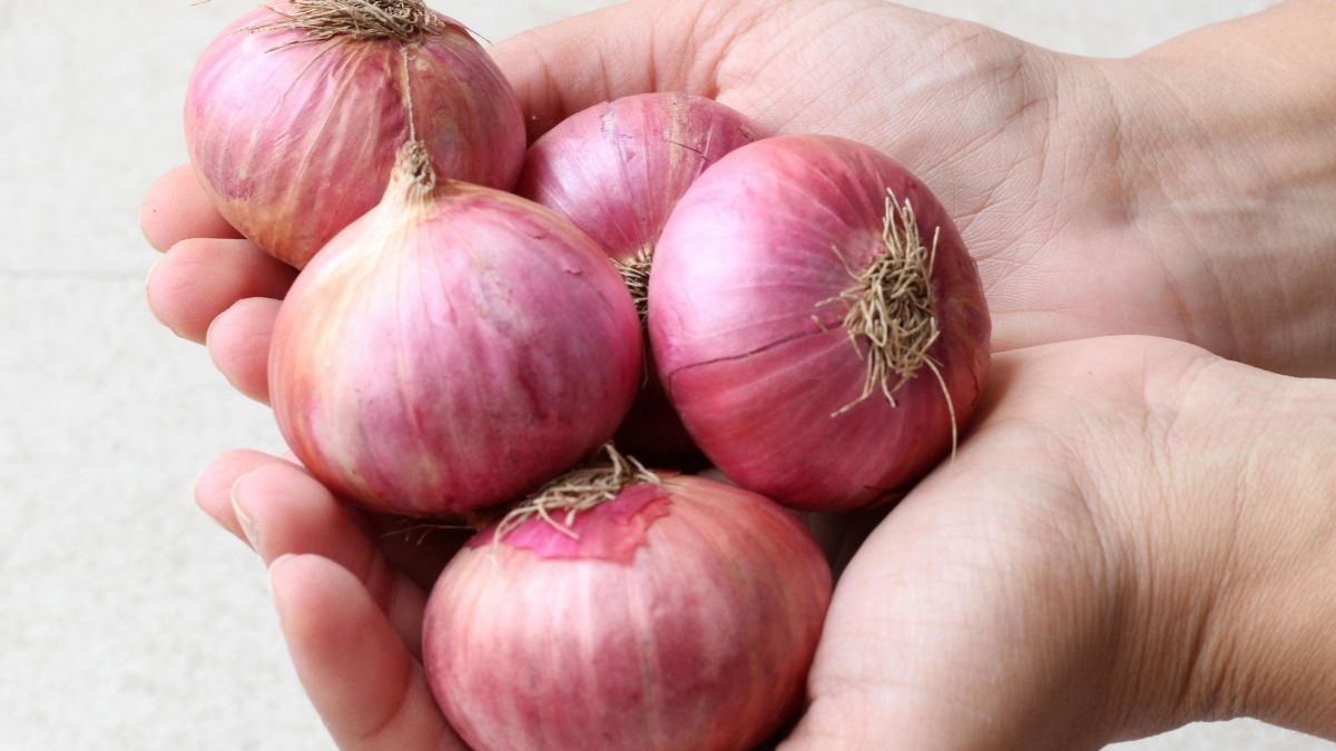 Egyptian Walking Onions - Set and Forget