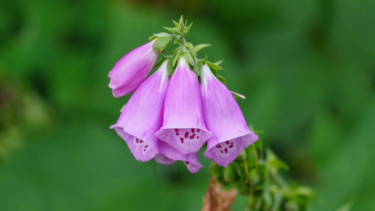 Foxglove