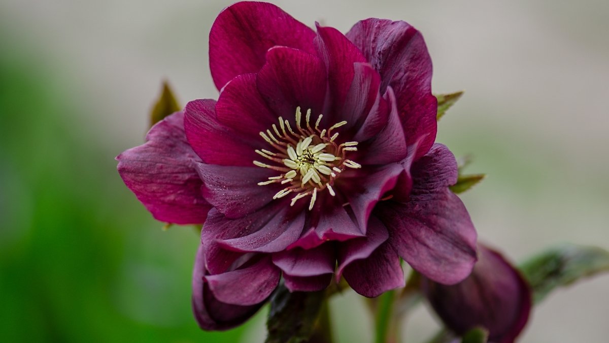 Hellebore