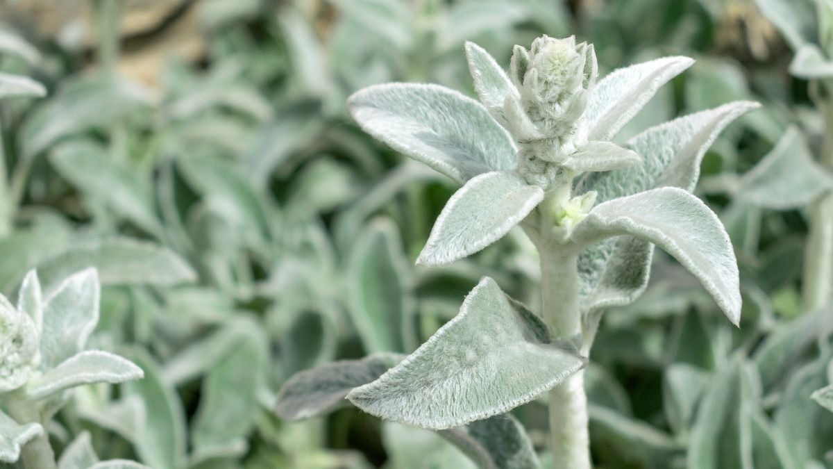 Lamb's Ear