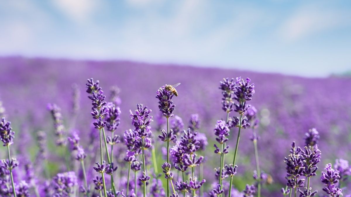 Lavender