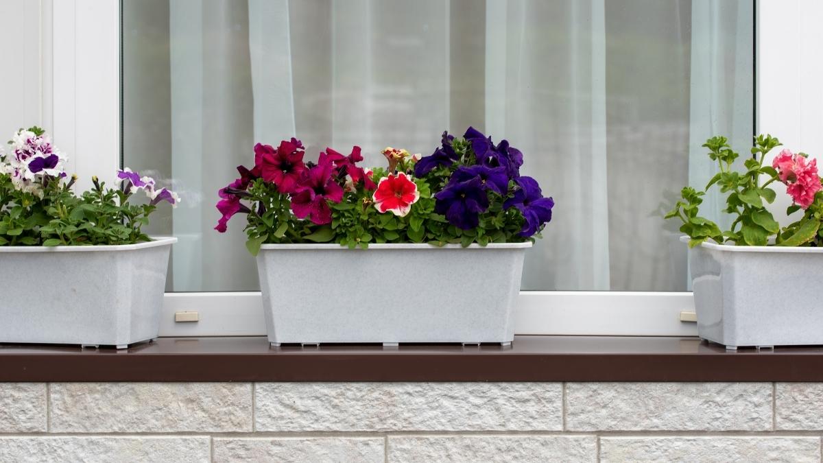  Long Windowbox-Style Planter