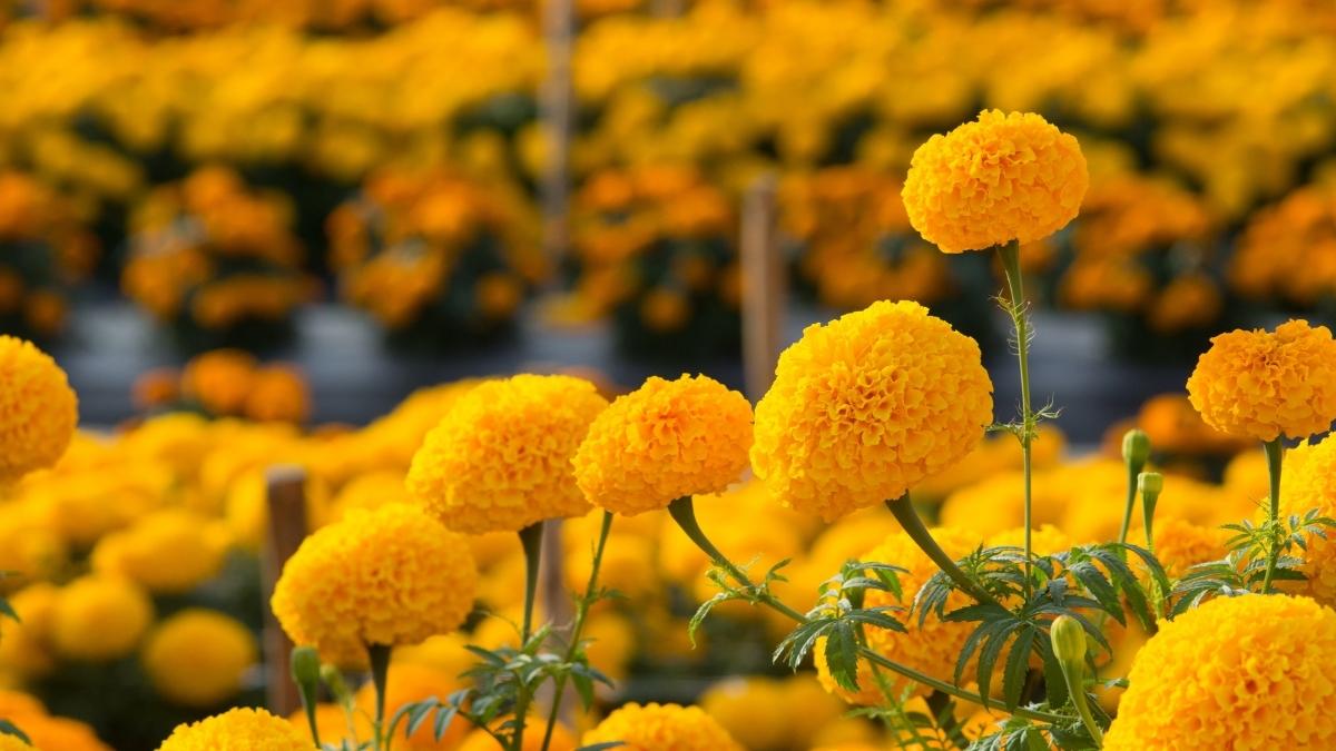 Marigolds