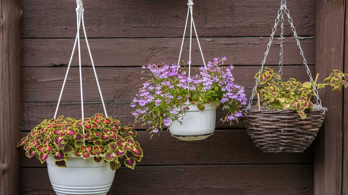 Mason Jar Hanging Planters
