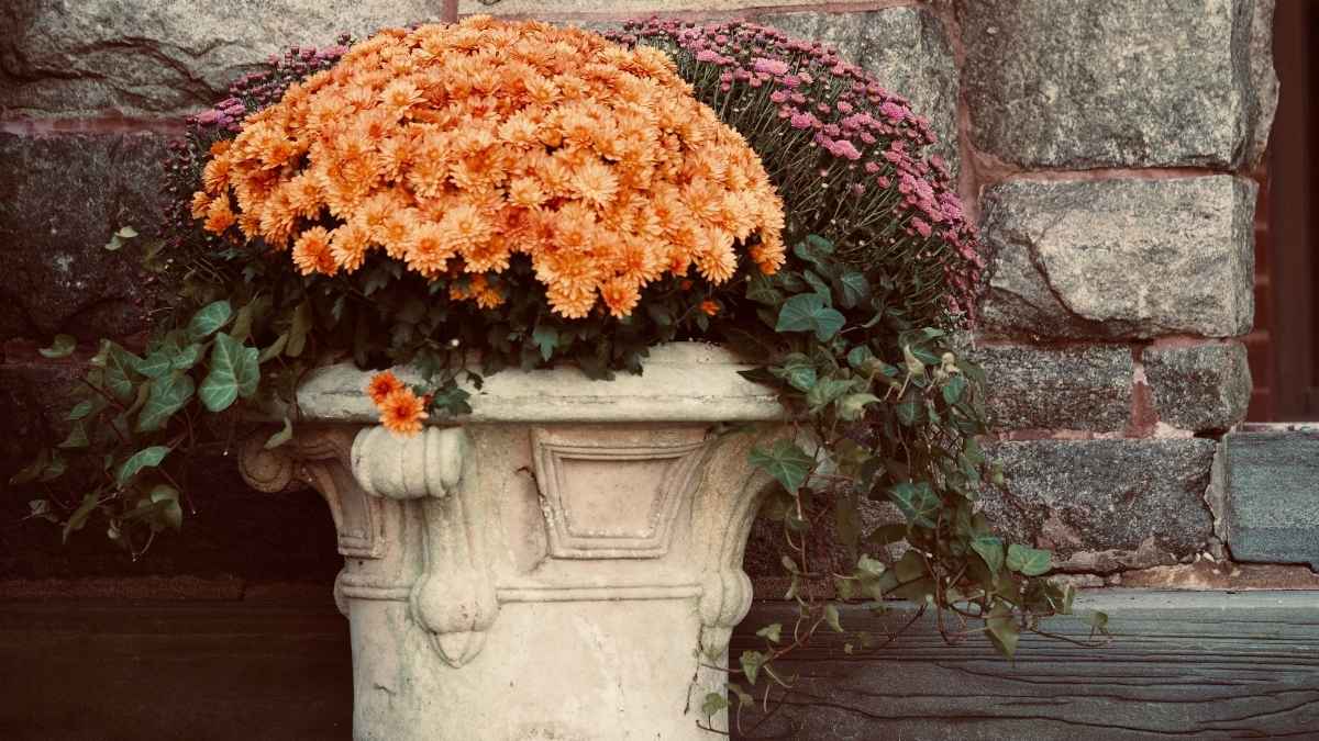 Birdbath Succulent Garden