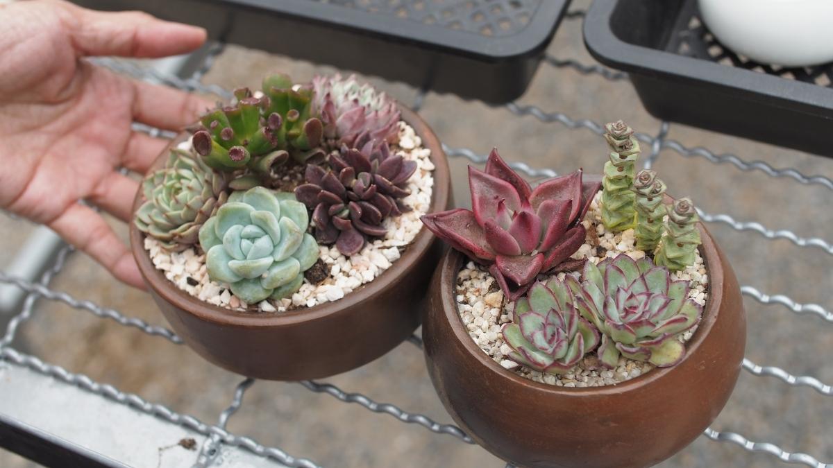 Muffin Tin Succulent Garden