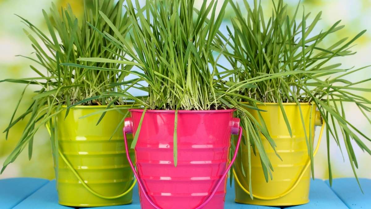 Paint Can Planters
