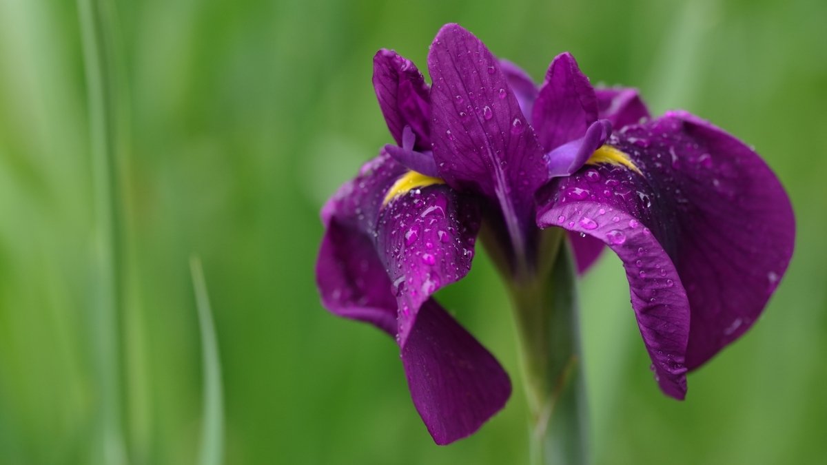 Iris