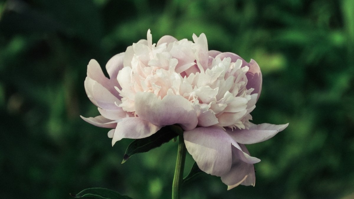 Peony