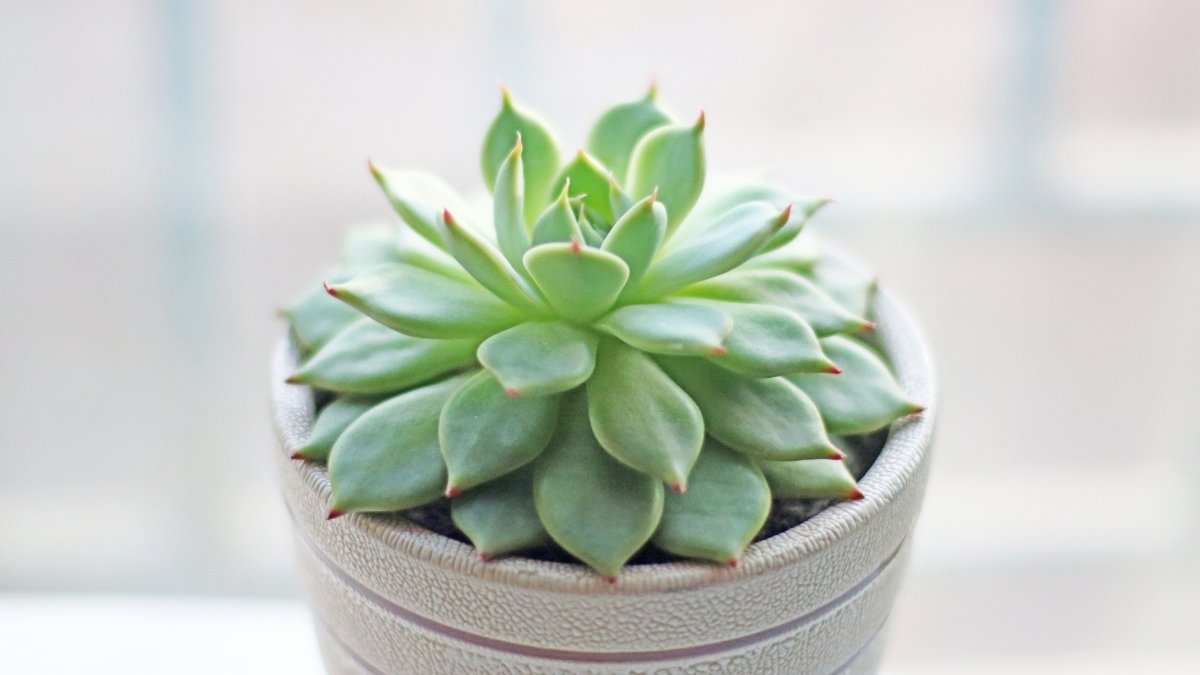 Purslane - Succulent Survivor