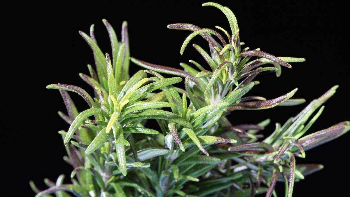 Rosemary