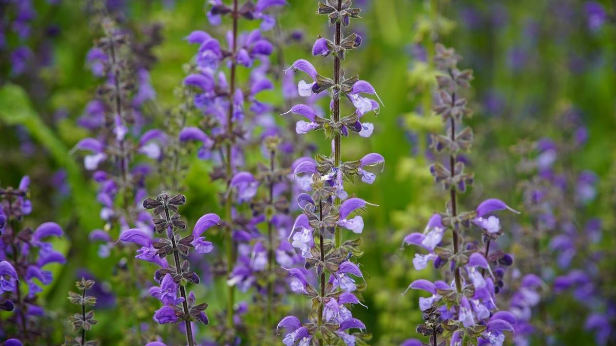 Russian Sage