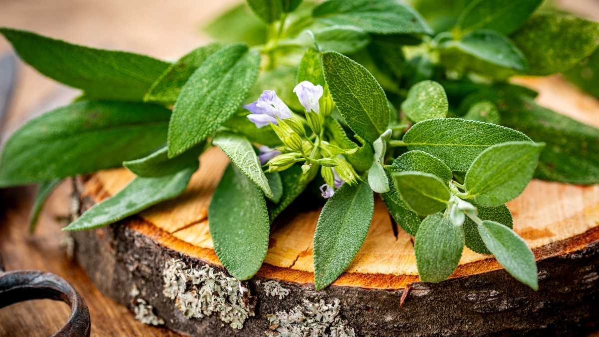 Salvia