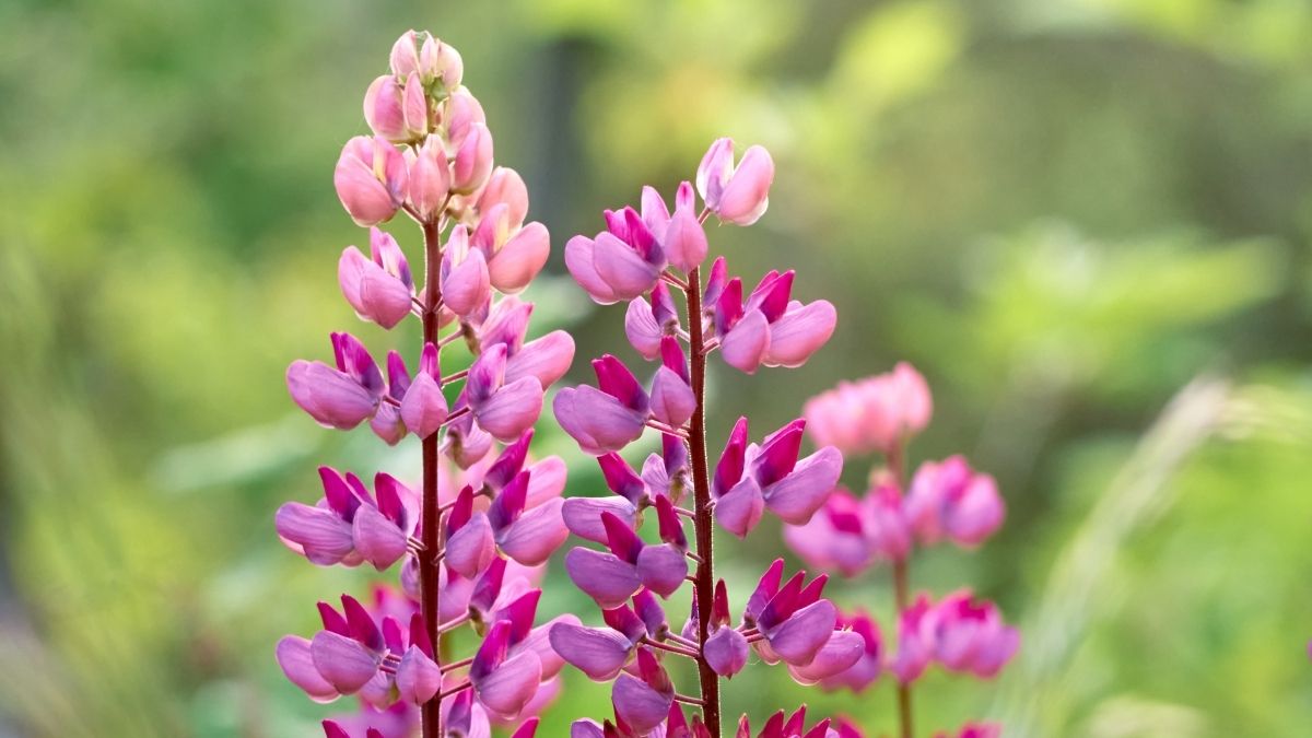  Snapdragons