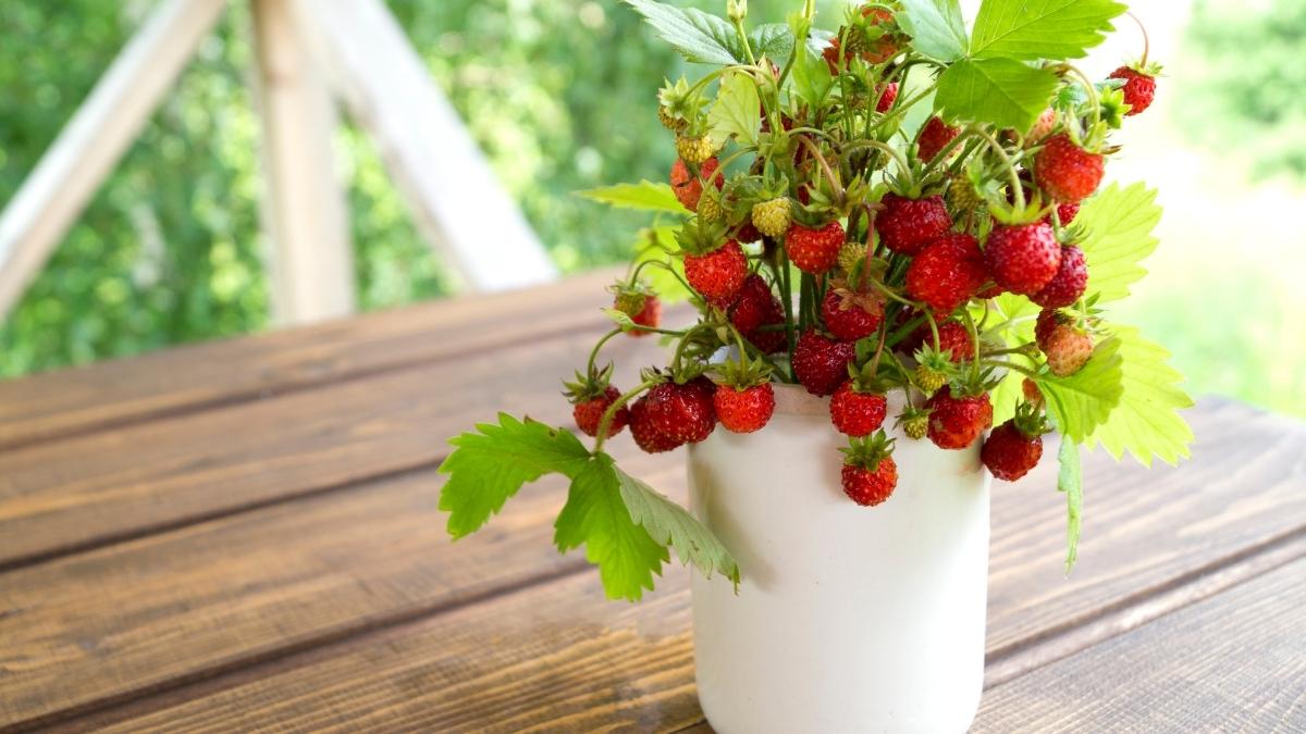 Strawberry Pot Tower