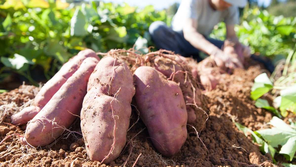 Sweet Potatoes - Underground Success