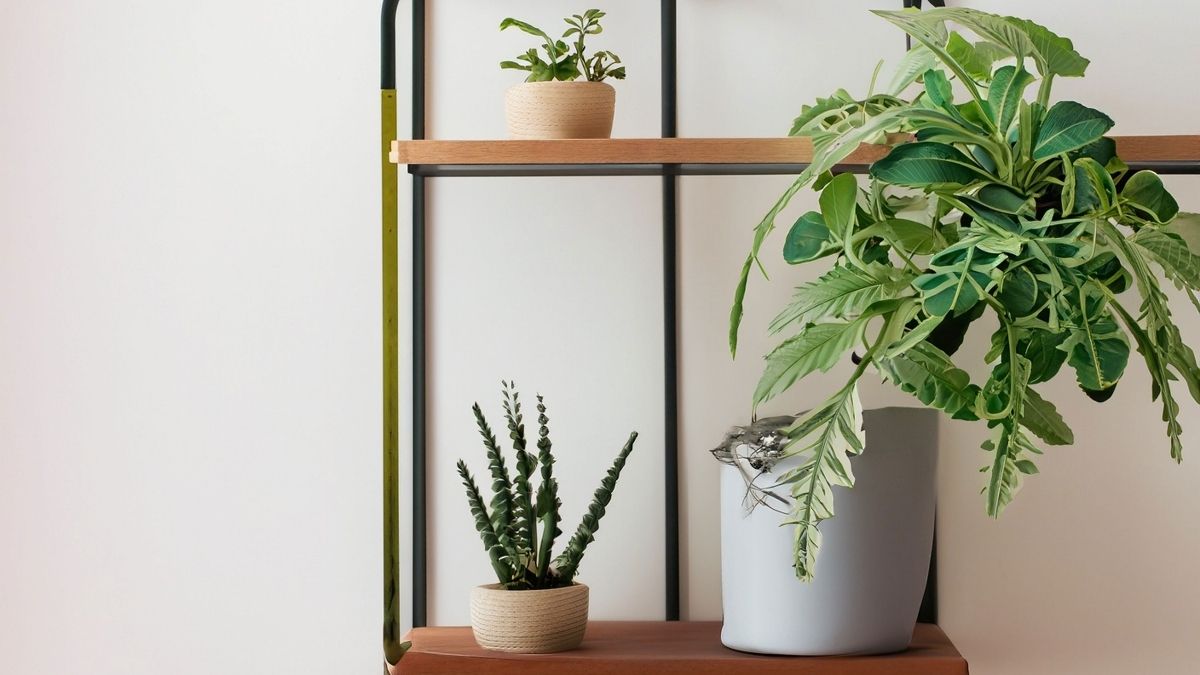 Tiered Plant Stand Arrangement