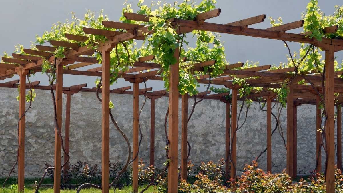 Vertical Wins for Tight Corners (trellis, string, espalier)