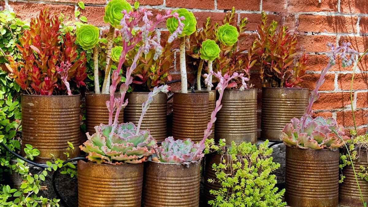 Vintage Container Collection