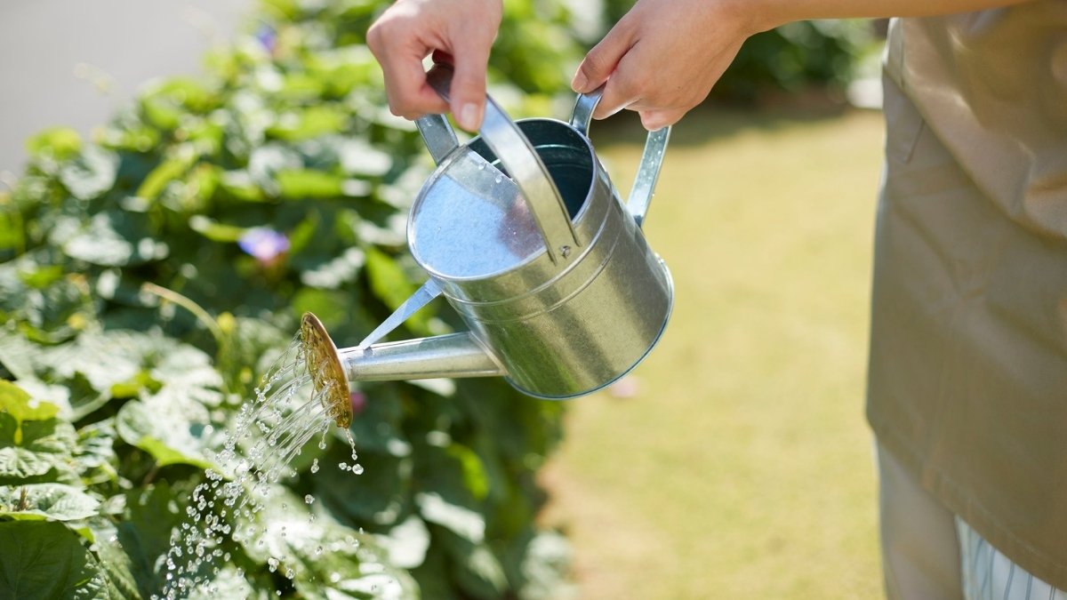 Watering That Saves Time