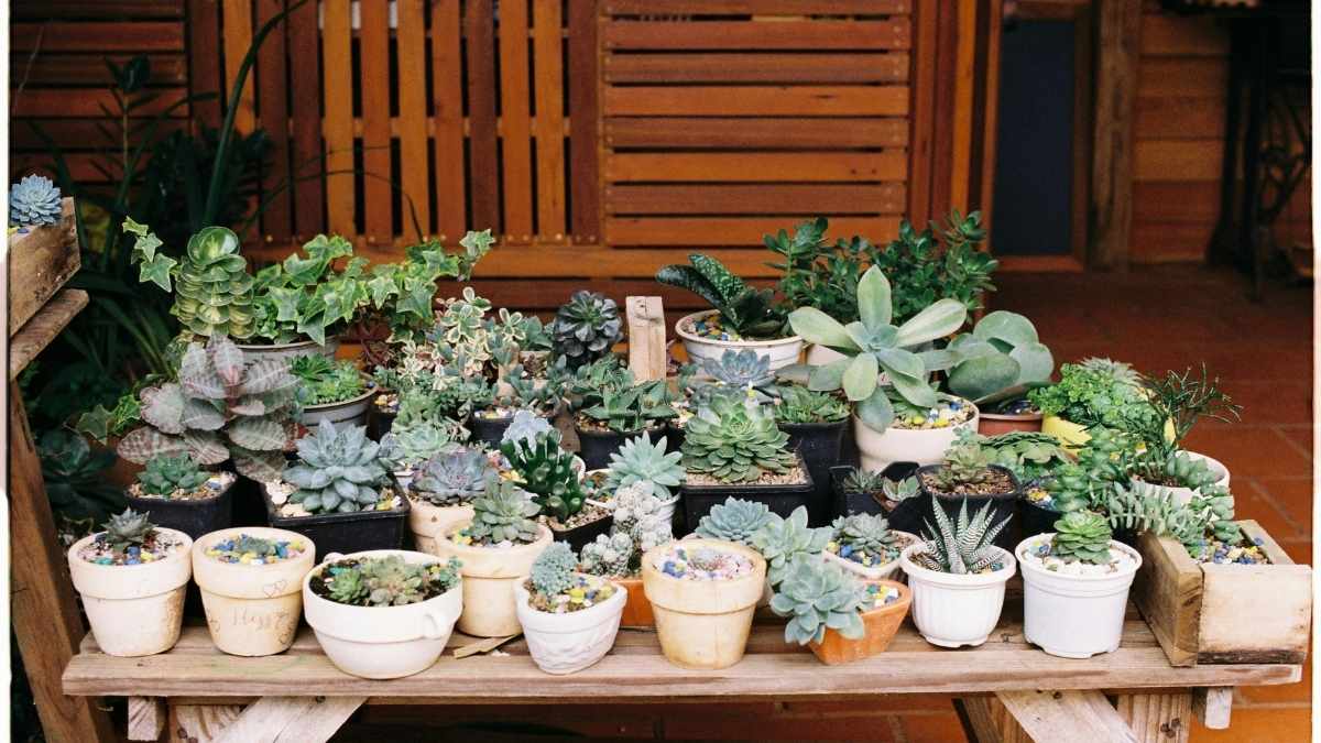 Why Succulents Are Perfect for Porch Gardens