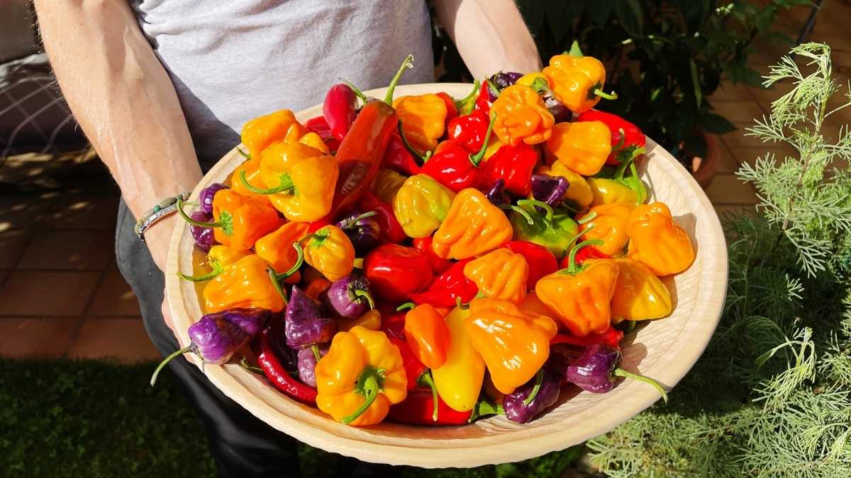 Why Your Vegetables Keep Dying in Summer Heat
