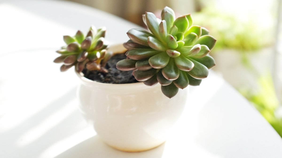 Wreath Alternative: Living Succulent Wall Art
