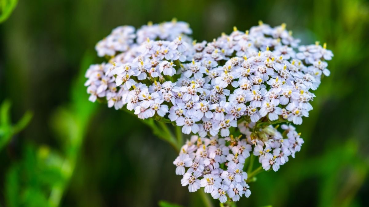 Yarrow