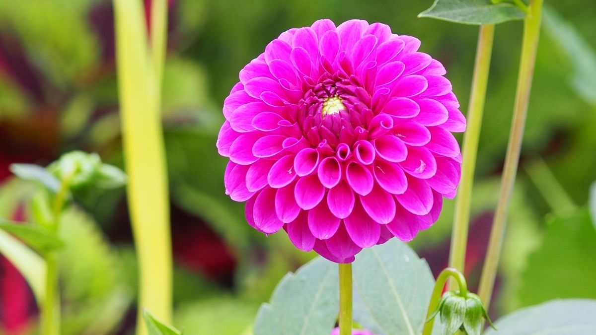 Zinnia